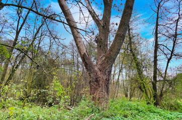 Fototapeta premium Poznań, Cybina Valley, protected nature area, the area around the river covered with lush vegetation and beautiful large trees