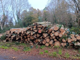 Madera talada en un bosque en Galicia