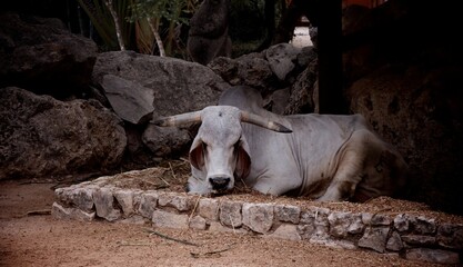Ox resting in dirt patch surrounded by stone
