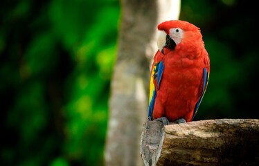 Colorful, lone parrot standing on log - medium shot