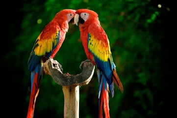 Colorful parrots standing on object in heart shape