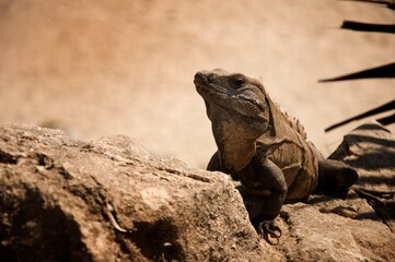 Close up of majestic reptile on desert rock