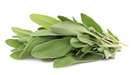 A bunch of fresh sage leaves with their velvety texture and earthy aroma, Each leaf's robust flavor and culinary versatility captured with precision