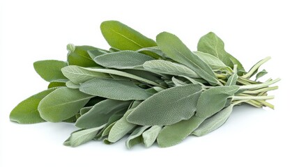 A bunch of fresh sage with its velvety gray-green leaves and aromatic scent, Each leaf's earthy flavor and culinary versatility captured with precision
