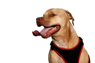 A striking portrait of a one-eyed pitbull sitting calmly, showcasing its resilience, charm, and unique beauty. A true symbol of strength and love