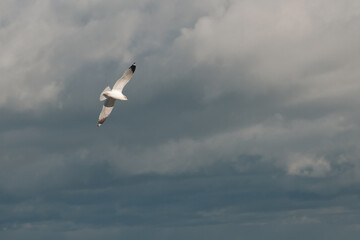 eagull Flying Against a Moody Sky