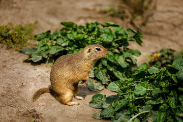 Portrait of European ground squirrel, Spermophilus citellus, sitting in front of burrow. Rodent also known as souslik. Beautiful animal living in colonies. Summer in wildlife nature. Natural habitat.