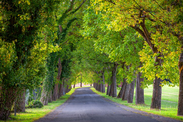 Naklejka premium Grüne Allee mit Laubbäumen