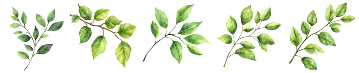 Fototapeta premium Watercolor illustration of Green leaf branch with leaves set isolated Png, transparent without background.