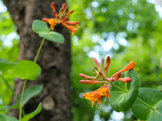 Lonicera Browna wiciokrzew Browna