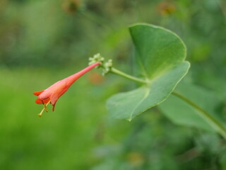 Lonicera Browna wiciokrzew Browna macro