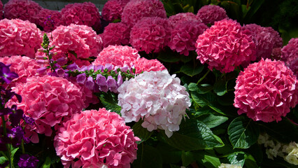 Close up shot of geranium flowers in the conservatory
