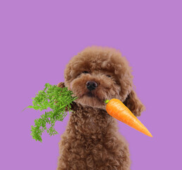 Cute Maltipoo dog with fresh carrot on violet background