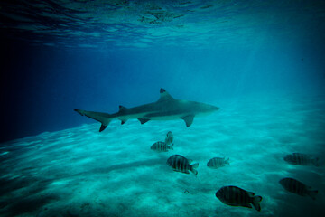 Shark swimming past fish - beautiful underwater shot