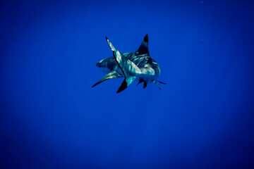 Beautiful sunlight on lone shark under the sea with blue ocean behind