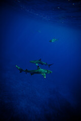 Glowing sharks beneath the ocean surface