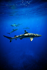 Sun glare through ocean surface to beautiful sharks underwater