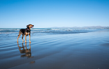 Huntaway happy dog on a beach sandy calm water ocean in New Zealand glass mirror like