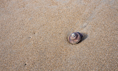 Spiral shell on a sandy beach in New zealand minimalistic