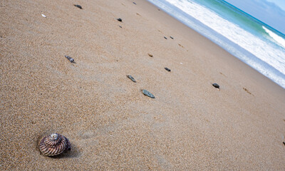 Spiral shell on a sandy beach in New zealand minimalistic