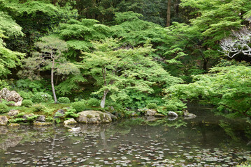 南禅寺内南禅院　曹源池　青モミジ(京都市左京区)