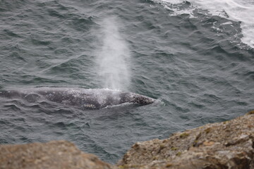 Whale in the sea © Kayla