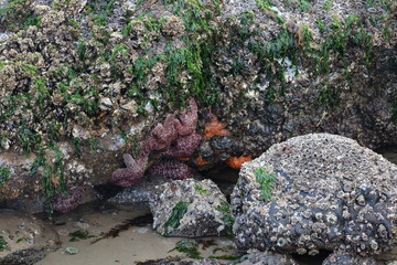 Tide Pools 