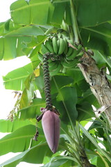 Banana Plant, St. Lucia