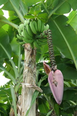 Banana Plant, St. Lucia