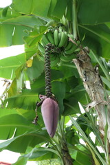 Banana Plant, St. Lucia