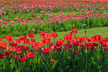 Fields of blooming vivid red tulips in a park bathed in spring sunshine