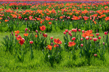 Beautiful colorful tulips growing in rows on green grass on a sunny spring day