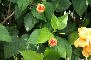 Flowers, St. Lucia