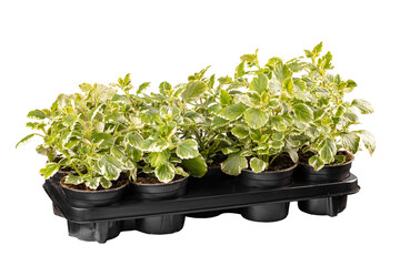 Ornamental plant plectranthus coleoides marginatus