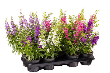 Multicolored angelonia angustifolia plants