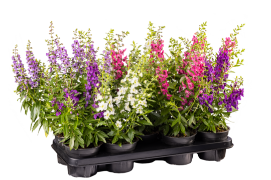 Multicolored angelonia angustifolia plants