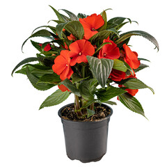 Potted Impatiens walleriana or Zanzibar balsam