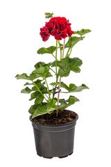 Geranium or pelargonium flowers