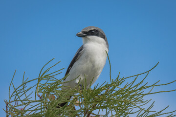 Loggerhead Shrike