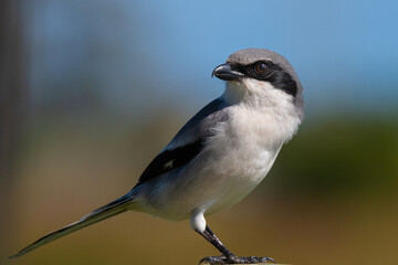 Loggerhead Shrike