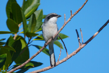 Loggerhead Shrike
