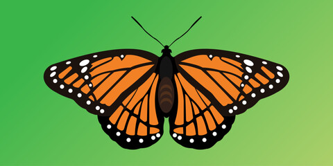 Big beautiful vector butterfly. Simple, orange elements on black wings. Isolated butterfly.