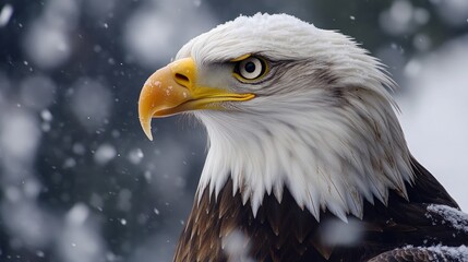 Fototapeta premium American eagle, Haliaeetus leucocephalus, Alaska
