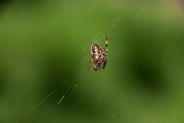 spider on a web