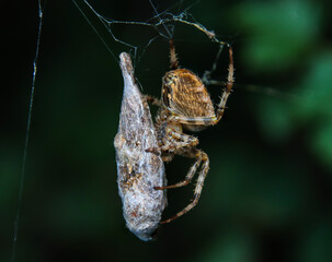 spider on a web