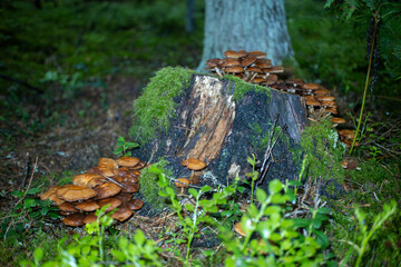 mushrooms on a tree