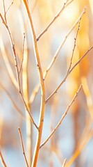 Obraz premium Captured Beauty of a Hazel Tree Bursting With Life in Golden Hour Light