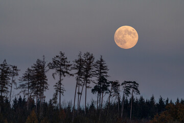 Vollmond &uuml;ber dem Wald