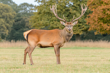 Fototapeta premium Stunning Wildlife Portrait of a Majestic Deer with Antlers in a Golden Autumn Landscape for Seasonal Art, Nature Projects, and Rustic Decor