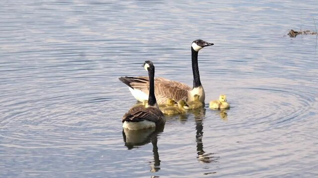 Family of Geese with goslings swimming in a pond on a summer day